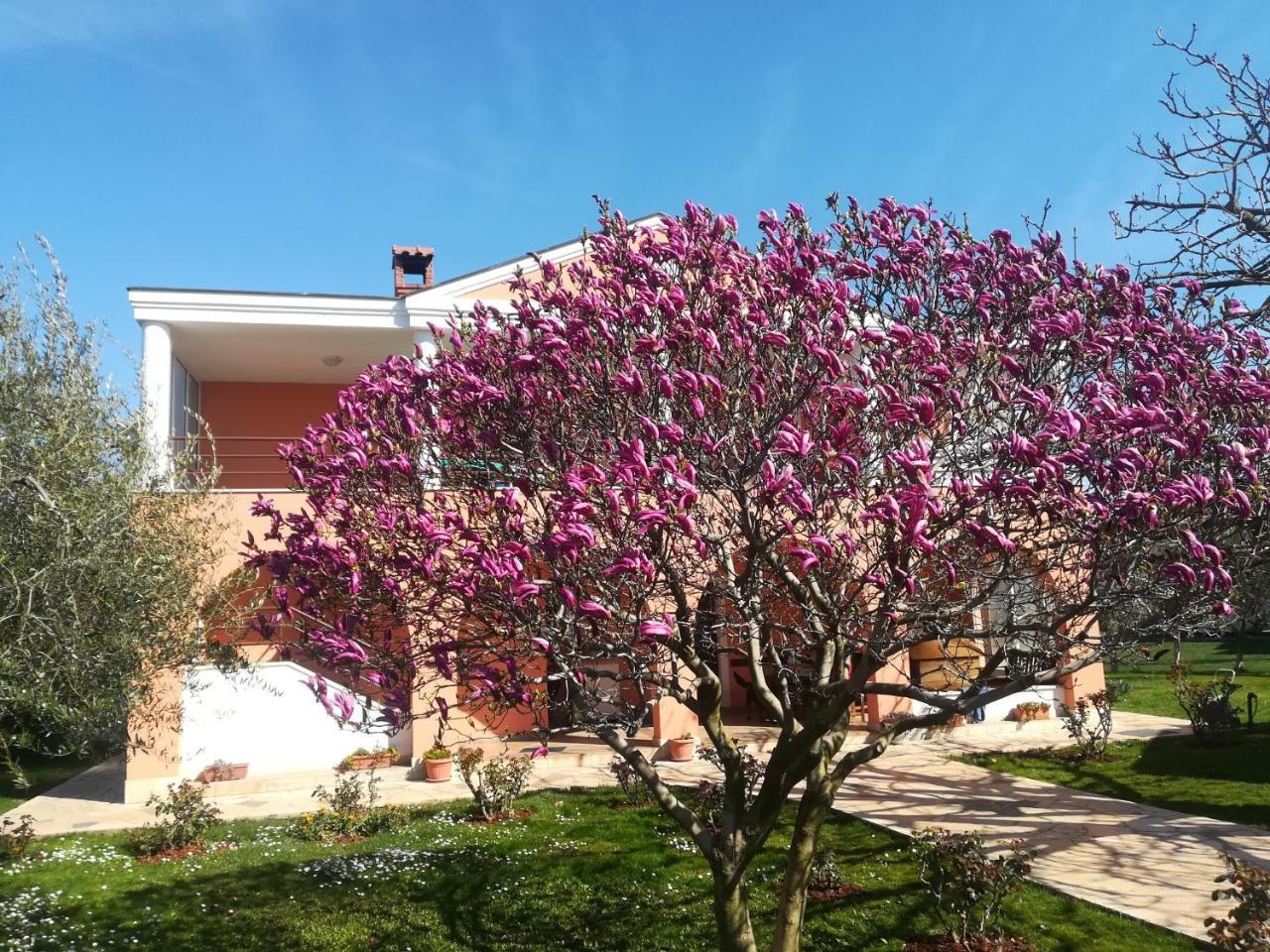 B&B Carmela Umag Exteriör bild